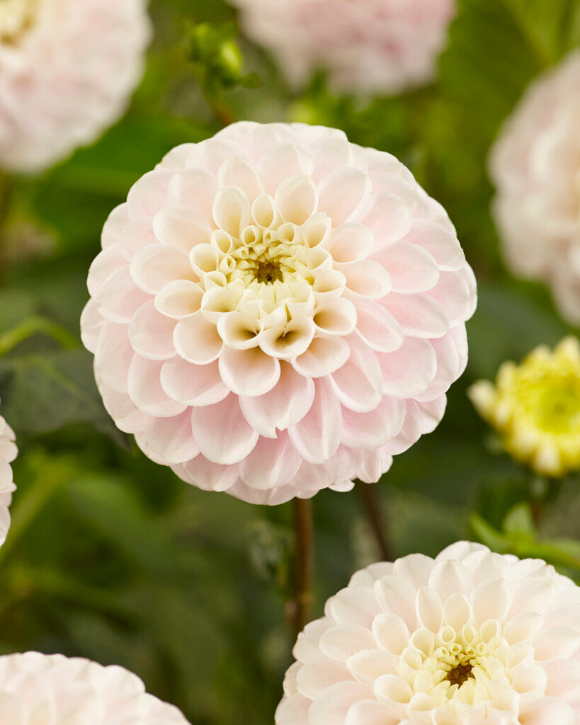 Dahlia Boll White Wizard 1-pack